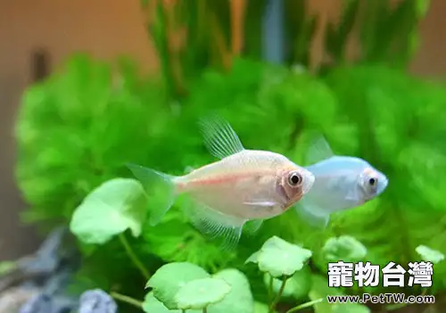 家庭觀賞魚養殖方法