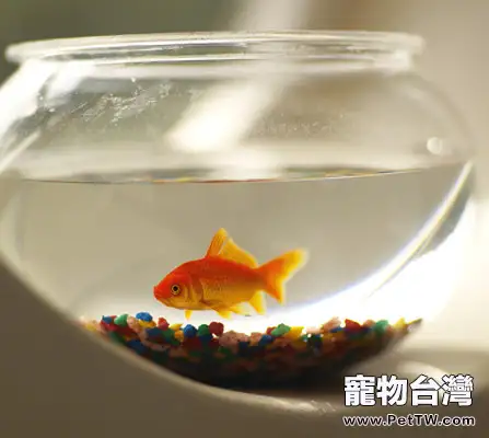 家庭養殖觀賞魚的七大要點