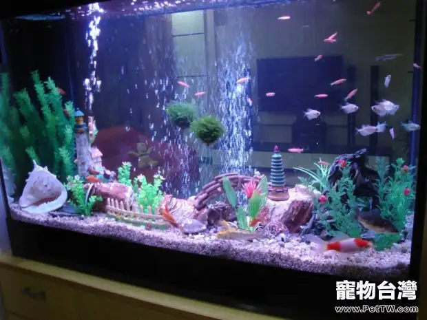 水族箱中的光合細菌簡介