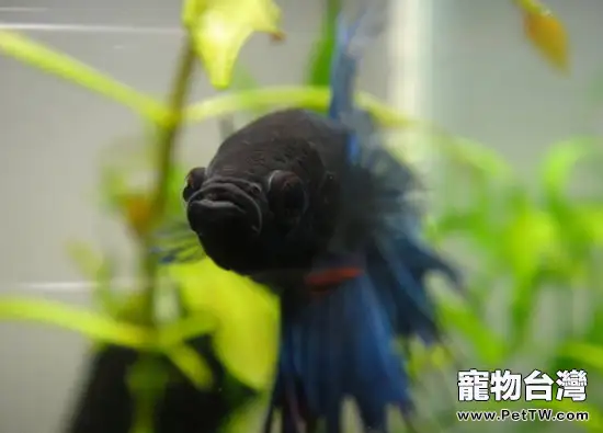 如何正確飼養泰國斗魚