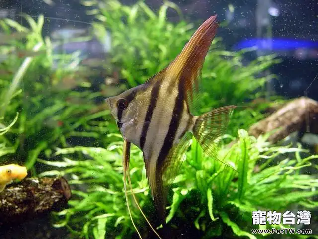 埃及神仙魚的生活環境簡介