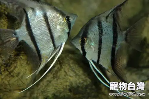 埃及神仙魚的餵食技巧