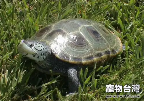 北部鑽紋龜的養護要點