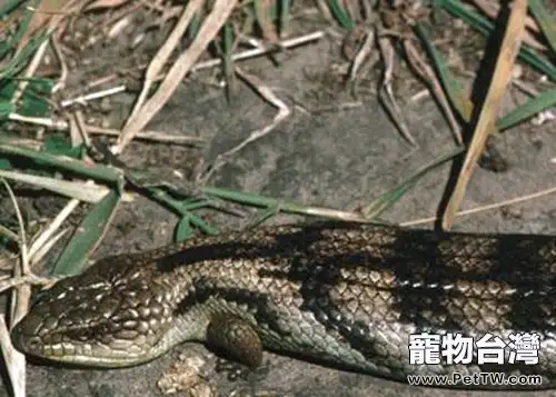 斑點藍舌蜥的品種簡介