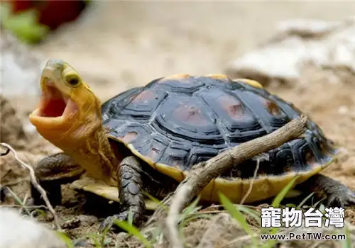 黃緣閉殼龜的飼養要點