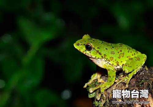 中國樹蛙的飼養要求