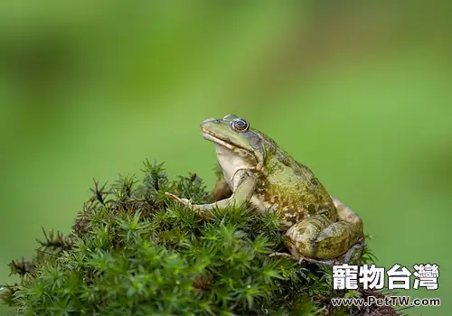 澤蛙的飼養要求