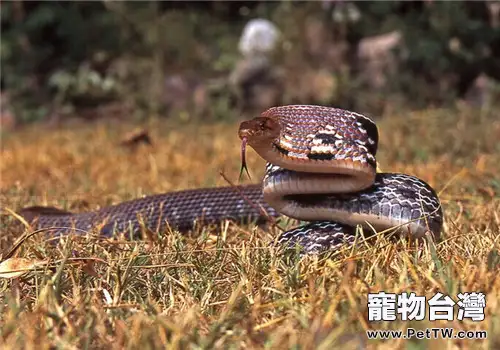 三索錦蛇的飼養知識