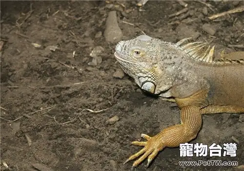 沙漠巨蜥的飼養知識