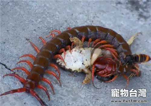 蜈蚣的飼養知識