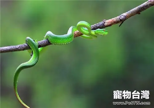 西藏竹葉青蛇的飼養知識