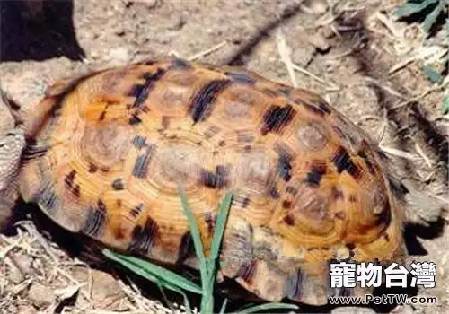 洛帕蒂折背陸龜的飼養要點