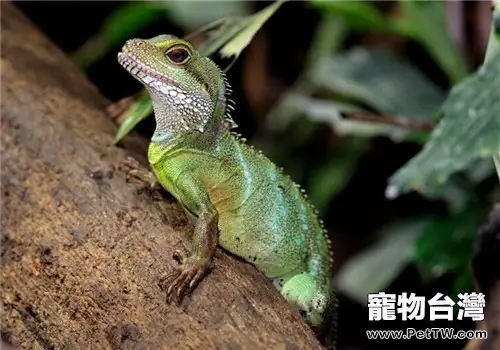 中國水龍的飼養知識