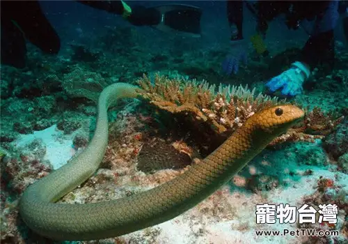 青環海蛇的飼養知識