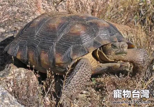 沙漠地鼠龜的飼養要點