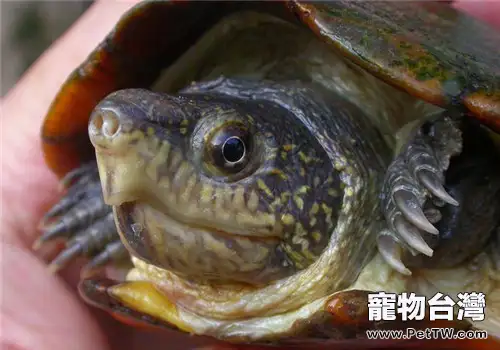 瓦哈卡泥龜的飼養要點