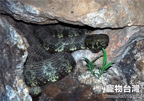 莽山烙鐵頭蛇的飼養知識