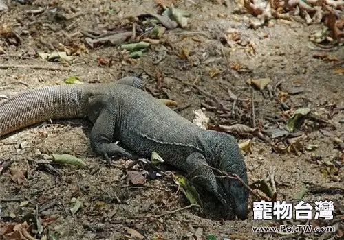 孟加拉巨蜥的飼養知識