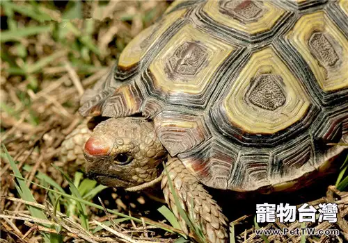 鷹嘴陸龜的護理知識