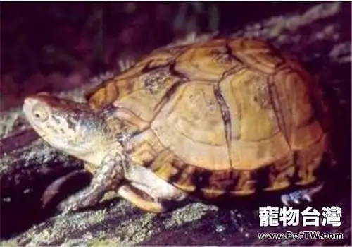 沼澤箱龜的飼養要點