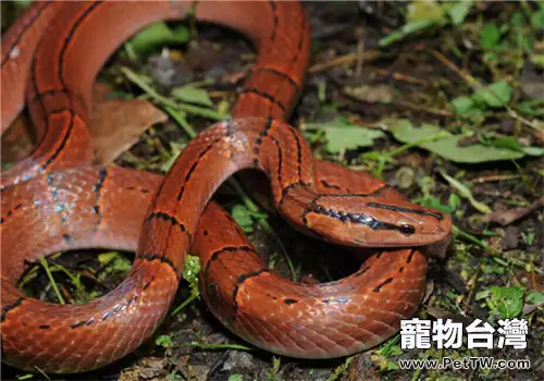 紅竹蛇的飼養知識