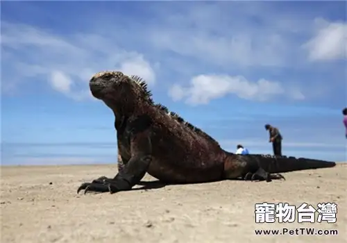 海鬣蜥的品種簡介