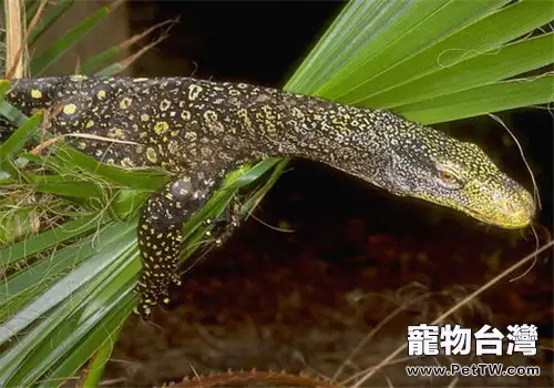 刺尾巨蜥的外形特點