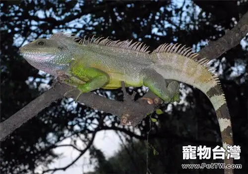 飼養水龍蜥蜴需要需注意什麼