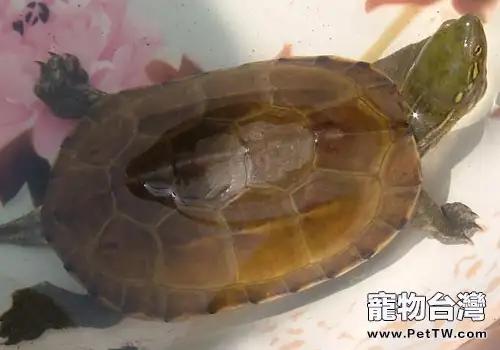 養水龜要放多少水