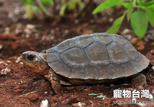 飼養寵物龜如何控制水質