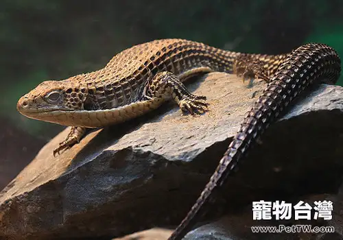 盾甲蜥的飼養環境