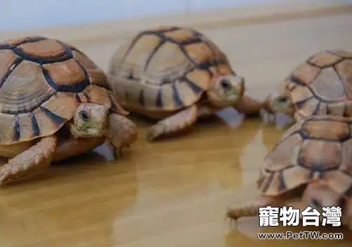 飼養寵物龜的幾個要點