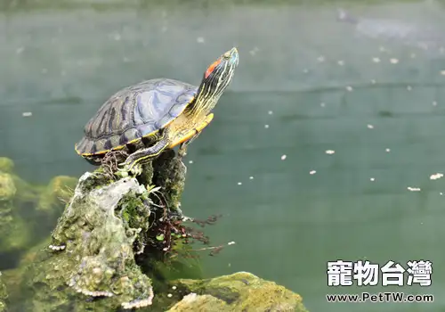 寵物龜過冬後死亡的原因