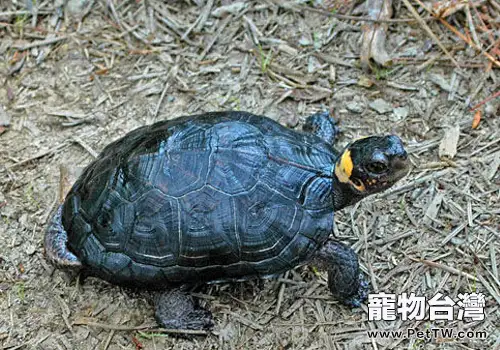 龜魚混養的注意事項