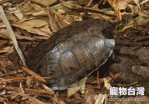 不同季節鱷龜的飼養要點