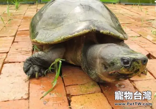 如何飼養馬來西亞巨龜