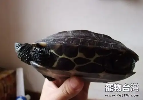 飼養草龜需要注意什麼問題