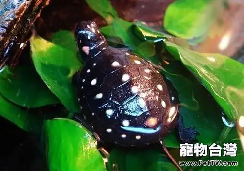 星點水龜飼養注意事項