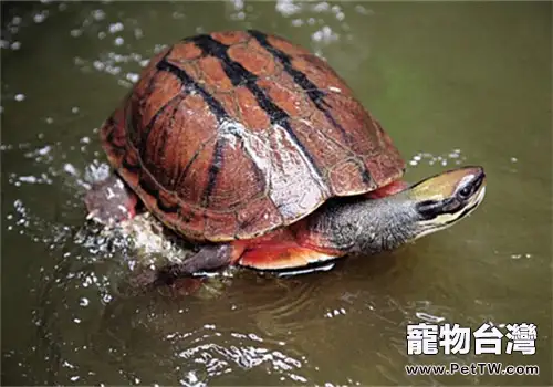 如何飼養金錢龜