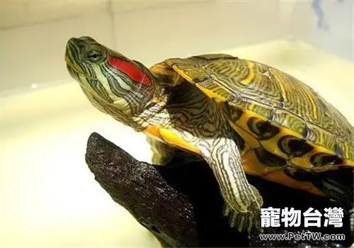 動物園「龜滿為患」為哪般