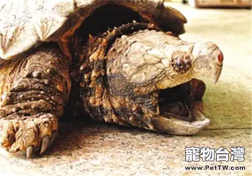 動物園「龜滿為患」為哪般