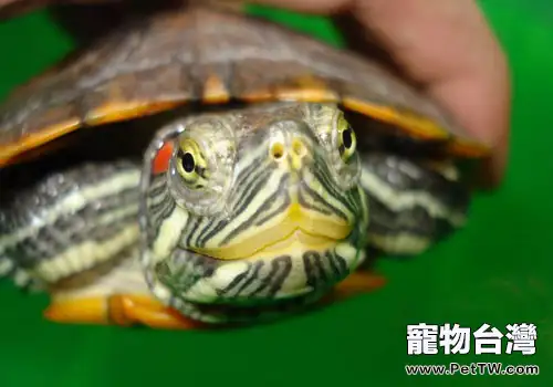 紅耳龜飼養方法，紅耳龜怎麼養？