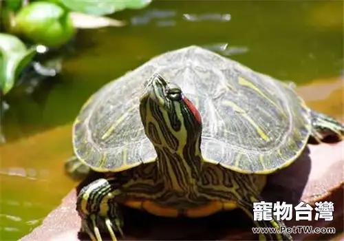 紅耳龜飼養方法，紅耳龜怎麼養？