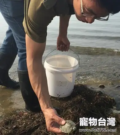 湖北大量烏龜上岸死亡的原因