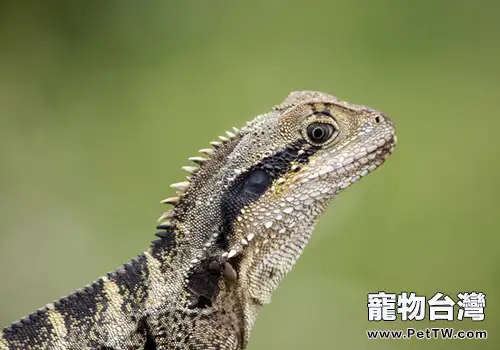 蜥蜴接回家該怎麼辦