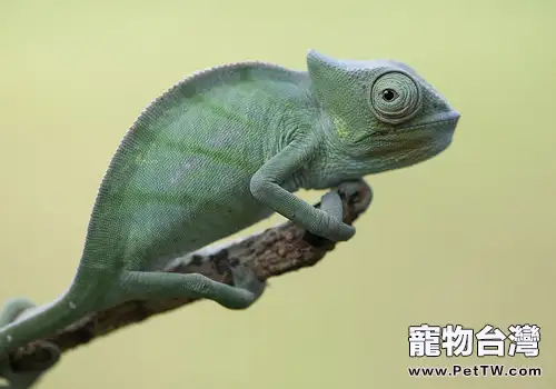 飼養變色龍要注意什麼