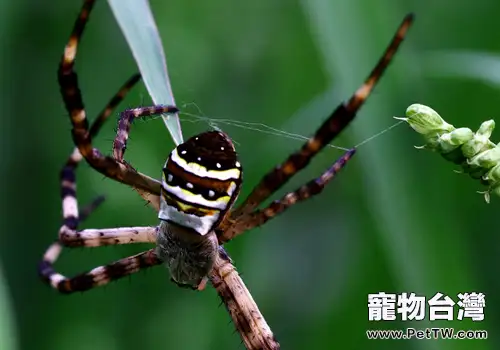 什麼是蜘蛛自切