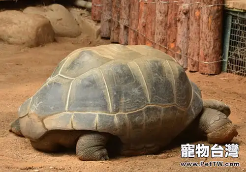 烏龜飼養中的保溫設施有哪些？