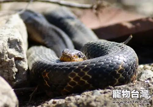 怎麼處理野生蛇