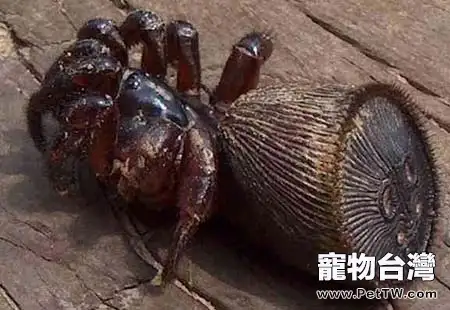 金錢活門蜘蛛的飼養要點